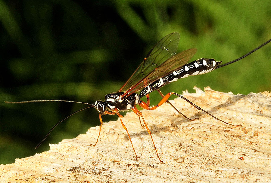 Rhyssa persuasoria (Ichneumonidae)
